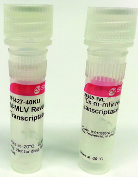 M-MLV Reverse Transcriptase Moloney Murine Leukemia Virus enzyme &amp; buffer for cDNA synthesis