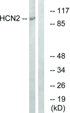 Anti-HCN2 antibody produced in rabbit affinity isolated antibody