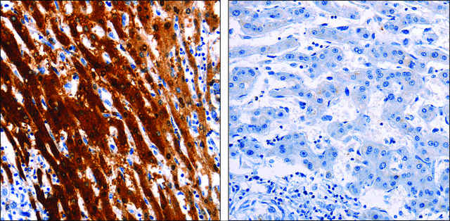 Anti-LAIR2 antibody produced in rabbit affinity isolated antibody