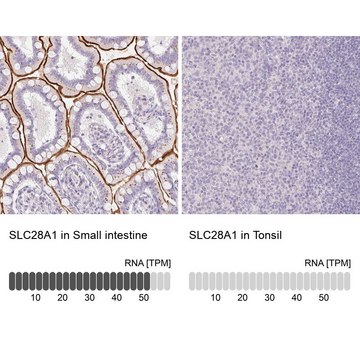 Anti-SLC28A1 antibody produced in rabbit Prestige Antibodies&#174; Powered by Atlas Antibodies, affinity isolated antibody, buffered aqueous glycerol solution