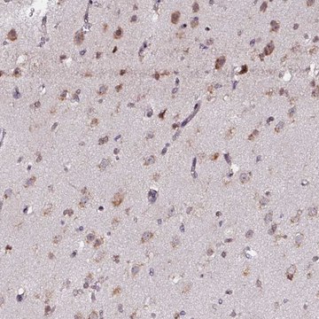 Anti-APOLD1 antibody produced in rabbit Prestige Antibodies&#174; Powered by Atlas Antibodies, affinity isolated antibody, buffered aqueous glycerol solution