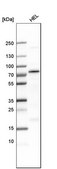 Anti-MLLT3 antibody produced in rabbit Prestige Antibodies&#174; Powered by Atlas Antibodies, affinity isolated antibody, buffered aqueous glycerol solution
