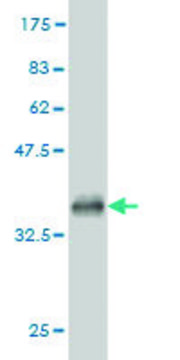 ANTI-TEK antibody produced in mouse clone 2G2, purified immunoglobulin, buffered aqueous solution