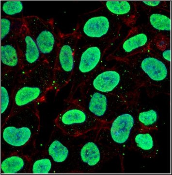 Anti-JARID1D/KDM5D Antibody, clone 7F10.4 clone 7F10.4, from mouse