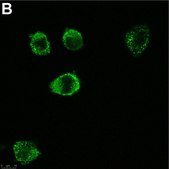 Anti-c-Kit/CD117 Antibody, clone 1L19 ZooMAb&#174; Rabbit Monoclonal recombinant, expressed in HEK 293 cells