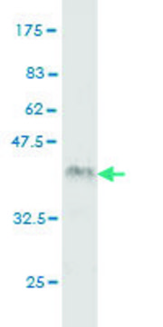 Monoclonal Anti-IRAK2 antibody produced in mouse clone 4C11, purified immunoglobulin, buffered aqueous solution