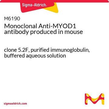 Monoclonal Anti-MYOD1 antibody produced in mouse clone 5.2F, purified immunoglobulin, buffered aqueous solution