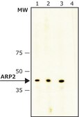 Anti-ARP2 antibody, Mouse monoclonal clone FMS96, purified from hybridoma cell culture