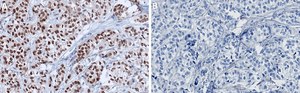 Anti-GATA-3 Antibody, clone 1B11 ZooMAb&#174; Rabbit Monoclonal recombinant, expressed in HEK 293 cells