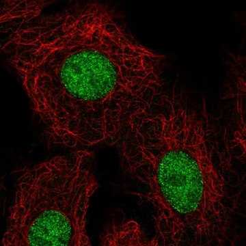 Anti-HOXB5 antibody produced in rabbit Prestige Antibodies&#174; Powered by Atlas Antibodies, affinity isolated antibody