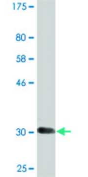 Monoclonal Anti-SLC6A11 antibody produced in mouse clone 2C3, purified immunoglobulin, buffered aqueous solution