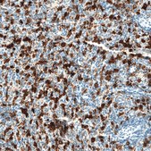 Monoclonal Anti-HMOX1 antibody produced in mouse Prestige Antibodies&#174; Powered by Atlas Antibodies, clone CL11661, purified immunoglobulin, buffered aqueous glycerol solution