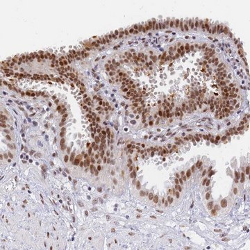 Anti-DPY30 antibody produced in rabbit Prestige Antibodies&#174; Powered by Atlas Antibodies, affinity isolated antibody, buffered aqueous glycerol solution