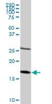 Anti-NDUFB6 antibody produced in rabbit purified immunoglobulin, buffered aqueous solution