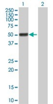 Anti-GAL3ST4 antibody produced in mouse purified immunoglobulin, buffered aqueous solution