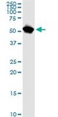 Monoclonal Anti-NUP62 antibody produced in mouse clone 2D3, purified immunoglobulin, buffered aqueous solution