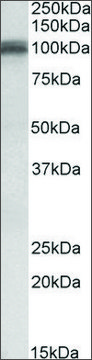 Anti-GRIA1 antibody produced in goat affinity isolated antibody, buffered aqueous solution