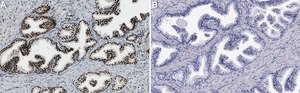 Anti-ATF3 Antibody, clone 1G12 ZooMAb&#174; Rabbit Monoclonal recombinant, expressed in HEK 293 cells