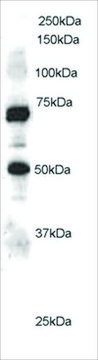 Anti-ELMO1 antibody produced in goat affinity isolated antibody, buffered aqueous solution