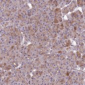 Anti-QRFP antibody produced in rabbit Prestige Antibodies&#174; Powered by Atlas Antibodies, affinity isolated antibody, buffered aqueous glycerol solution