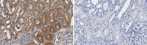 Anti-Jagged1 Antibody, clone 1C23 ZooMAb&#174; Rabbit Monoclonal recombinant, expressed in HEK 293 cells