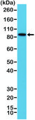 Anti-BRAFantibody, Rabbit Monoclonal recombinant, expressed in HEK 293 cells, clone RM308, purified immunoglobulin
