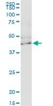 Monoclonal Anti-KCNJ15 antibody produced in mouse clone 1F8, purified immunoglobulin, buffered aqueous solution