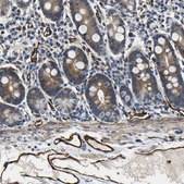 Anti-GFRA3 antibody produced in rabbit Prestige Antibodies&#174; Powered by Atlas Antibodies, affinity isolated antibody, buffered aqueous glycerol solution