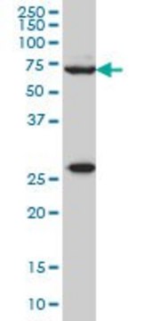 Monoclonal Anti-WASF2 antibody produced in mouse clone 8E7, purified immunoglobulin, buffered aqueous solution