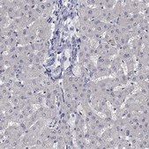 Anti-PRC1 antibody produced in rabbit Prestige Antibodies&#174; Powered by Atlas Antibodies, affinity isolated antibody, buffered aqueous glycerol solution