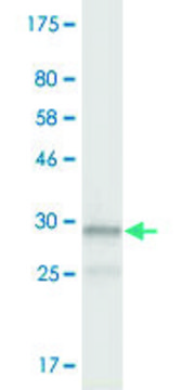 Monoclonal Anti-NAAA antibody produced in mouse clone 3F4, purified immunoglobulin, buffered aqueous solution