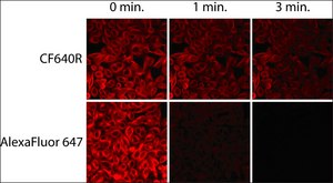 Anti-Rat IgG (H+L), highly cross-adsorbed, CF&#8482; 640R antibody produced in donkey ~2&#160;mg/mL, affinity isolated antibody