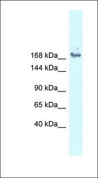 Anti-SNRNP200 antibody produced in rabbit affinity isolated antibody