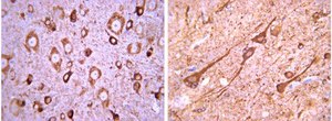 Anti-Tbr2 Antibody from rabbit, purified by affinity chromatography