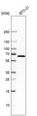 Anti-C14orf159 antibody produced in rabbit Prestige Antibodies&#174; Powered by Atlas Antibodies, affinity isolated antibody, buffered aqueous glycerol solution