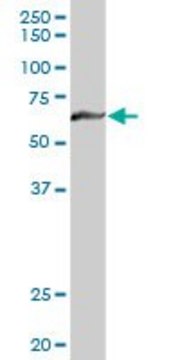 Anti-MTM1 antibody produced in rabbit purified immunoglobulin, buffered aqueous solution