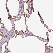 Anti-CAV1 antibody produced in rabbit Prestige Antibodies&#174; Powered by Atlas Antibodies, affinity isolated antibody, buffered aqueous glycerol solution