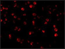 Anti-Beclin-1 (ab1) antibody produced in rabbit affinity isolated antibody, buffered aqueous solution