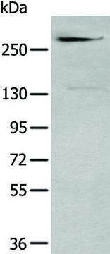 Anti-CSPG4 affinity isolated antibody