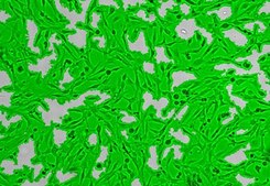OSUMMER.9 Mouse NRAS-Mutant Melanoma Cell Line