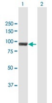 Anti-MUM1 antibody produced in mouse purified immunoglobulin, buffered aqueous solution