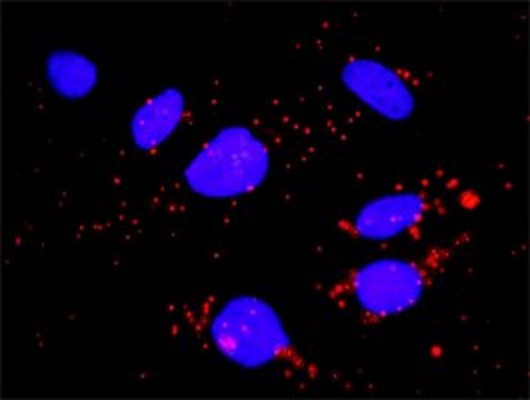 Monoclonal Anti-FCGR1A antibody produced in mouse clone 1D3, purified immunoglobulin, buffered aqueous solution