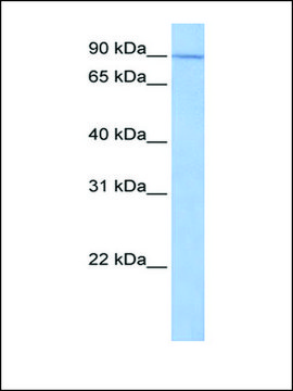 Anti-UNC84A antibody produced in rabbit affinity isolated antibody