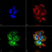 Monoclonal Anti-Brevican - Rpe antibody produced in mouse clone S294A-6, purified immunoglobulin