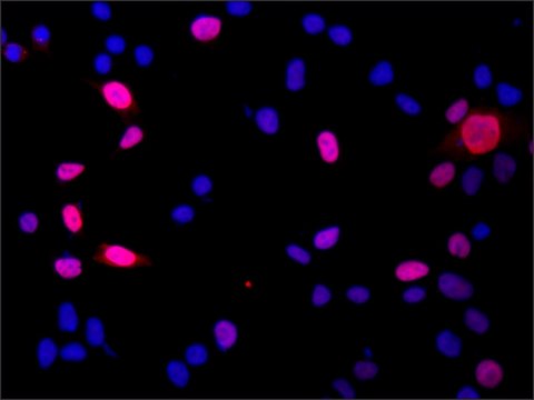 Anti-DGCR8 (N-terminal) antibody produced in rabbit ~1.0&#160;mg/mL, affinity isolated antibody