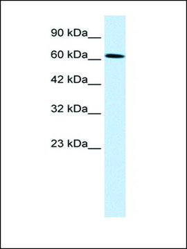 Anti-UBP1 antibody produced in rabbit affinity isolated antibody