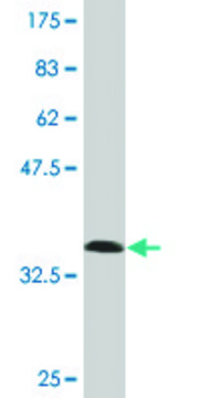 Monoclonal Anti-ISL2 antibody produced in mouse clone 1D9, purified immunoglobulin, buffered aqueous solution