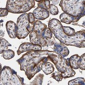 Anti-LRP1 antibody produced in rabbit Prestige Antibodies&#174; Powered by Atlas Antibodies, affinity isolated antibody, buffered aqueous glycerol solution
