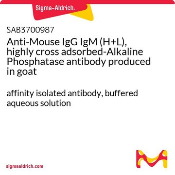 Anti-Mouse IgG IgM (H+L), highly cross adsorbed-Alkaline Phosphatase antibody produced in goat affinity isolated antibody, buffered aqueous solution