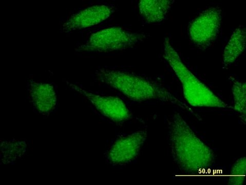 Monoclonal Anti-TNRC6C antibody produced in mouse clone 3G11, purified immunoglobulin, buffered aqueous solution